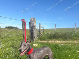 Collie whippet grey x bull grey