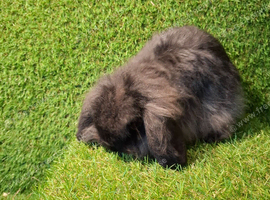 CAHMERE MINI LOP