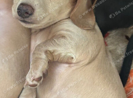 1 female cream smooth dachshund for sale