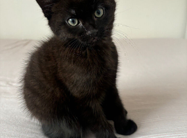 Kitten of 2month old