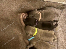 Amazing Home Raised Blue Staffordshire Bull Puppies