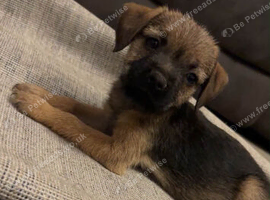 Border terrier puppies KC Registered ready now