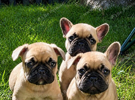 5th Generation health tested french bulldogs