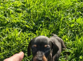 Dachund pups