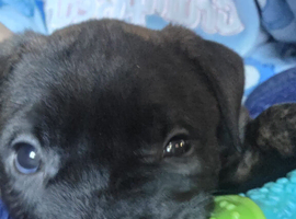 Akita Rotty
