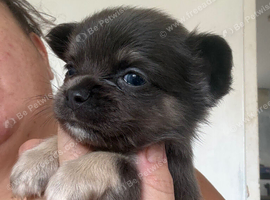 Chihuahua x frenchie