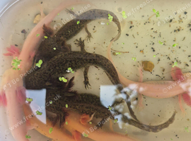 Axolotl
