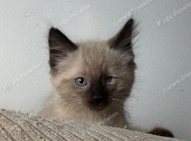 Ragdoll Sweet Kittens + chip, health card, food