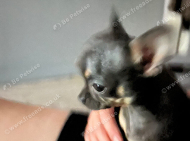 Teacup chihuahua  chihuahua cross pomeranian