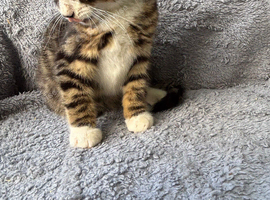 Gorgeous boy kittens