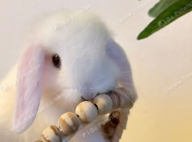 Mini Lop baby boy ready now (super friendly & tame)
