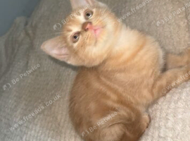 Ginger boy