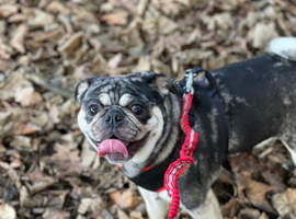 Pug for stud north east