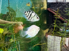 Tropical Fish Blue Polar Cichlids Young - Mix colors