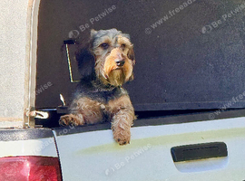 Wirehaired dachshund