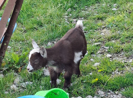 Pygmy kids available now!