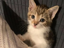Gorgeous Kittens for sale