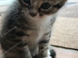 Two beautiful tabby kittens