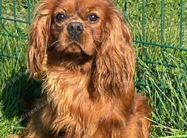 Cavalier King Charles at stud. KC reg. Health tested.