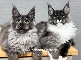 TICA registered Maine coon kittens READY NOW
