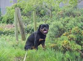 German line rottweiler