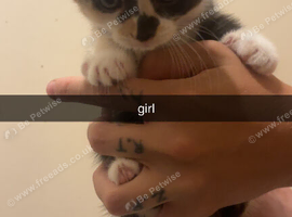 Girl kitten for sale Wrexham