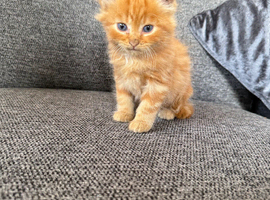 British Shorthair cross Persian fluffy boy kittens