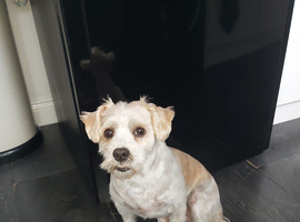 Mix shih tzu mix Tibetan Terrier .and pincher