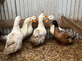 4 white Pekin ducks looking for their forever homes
