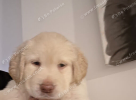1 xboy 1 x girl adoreable labradoor puppies