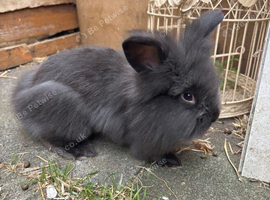 Double mane lionhead