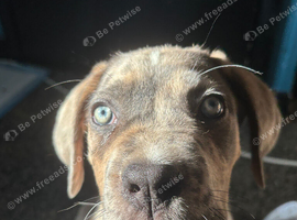 cane corso/great dane mix