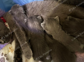 British blue kittens