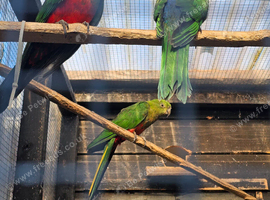 2026 Australian king parrots,