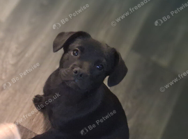 French bulldog x German spitz