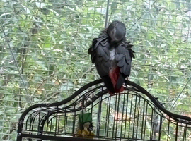 African grey parrot