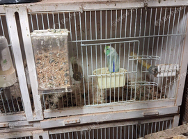 Pair of porrotlets