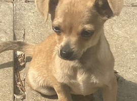 Silver/fawn Chihuahua boy