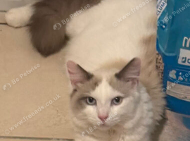 Male cat ready to find a new home