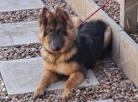 Beautiful blue&tan pup sadly looking for new home