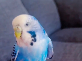2 budgies for sale