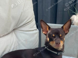 Chihuahua