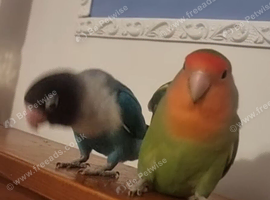 Hand tamed love bird