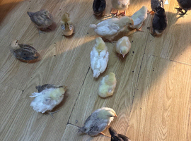 Chicken chicks for sale different variety very friendly chicks