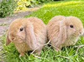 Mini lops