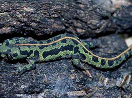 Marbled newts wanted