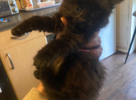 Boy kitten long haired