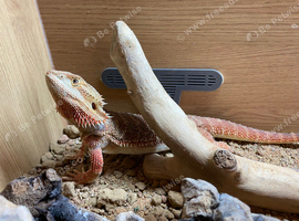 Female bearded dragon 9 months old