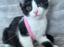 Lovely kittens for sale