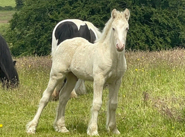 Palomino Pearl Colt Foal